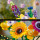 LEGO® Icons 10313 - Wildblumenstrauß